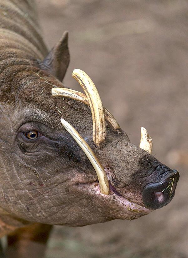 跌入进化的死胡同,獠牙不用来战斗,却用来扎穿自己头骨的野猪