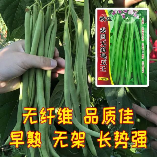 这个四季豆品种优秀了早熟豆荚嫩又长不用搭架还产量高