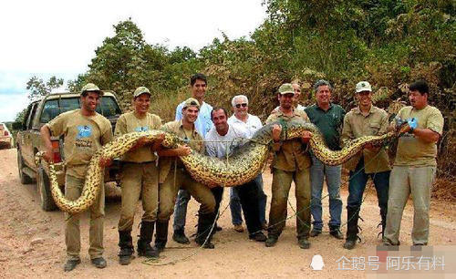 蓝蛇有毒吗世界上最大的蛇是什么