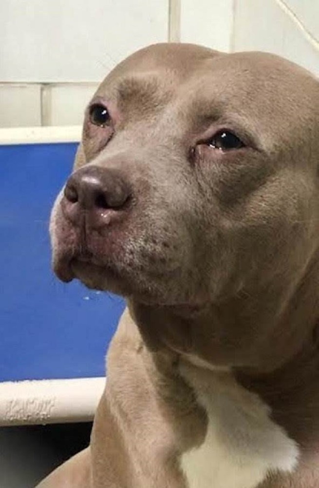 看着主人无情地离去,比特犬满含眼泪