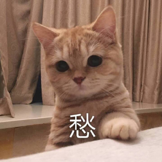 表情包:小猫咪能有什么坏心眼呢