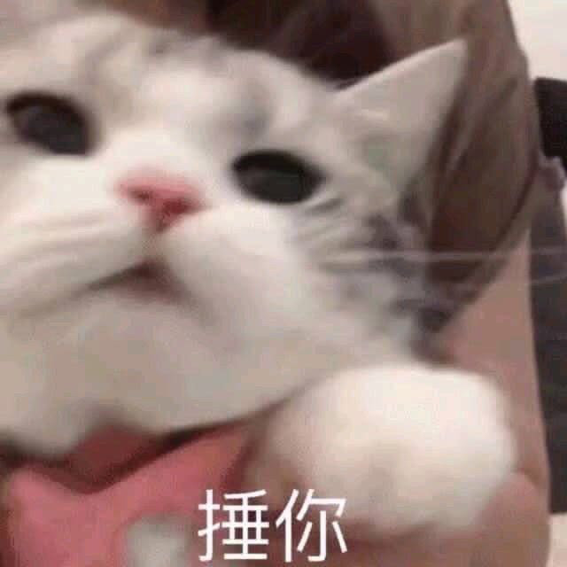 表情包:小猫咪能有什么坏心眼呢