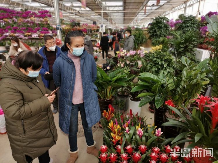 青岛枯桃花卉市场年味"飘香 众多市民选购年宵花