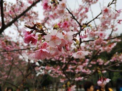 "桃李满天下"是怎么来的?具体是指什么?
