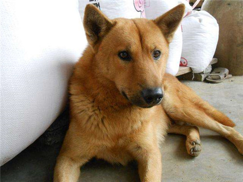 不过,这些犬种都不属于我国本土的国产狗,而是外国的舶来犬种.