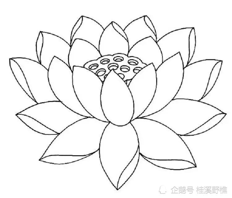 莲花的基础结构画法:从结构到造型教你画,简单易学,一看就会