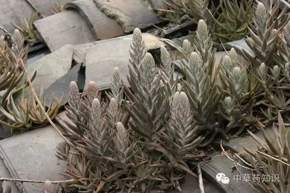 瓦松科:景天科产地:东北,华北,西北,华东地区及湖北等药用部位:全草