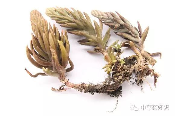 瓦松科:景天科产地:东北,华北,西北,华东地区及湖北等药用部位:全草