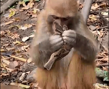 贵阳一只猴子捕捉到麻雀,疯狂在麻雀身上找盐分,让麻雀一脸无奈