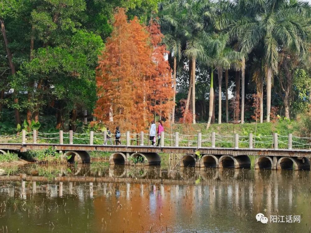 阳江市肺-金山植物公园-水杉红红红!