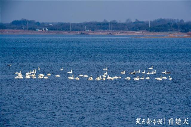 三国江夏人口_三国江夏(2)