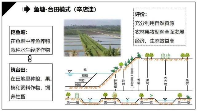 农业如珠江三角洲的桑基,果基,蔗基鱼塘,黄淮海平面的辛店洼鱼塘-台田