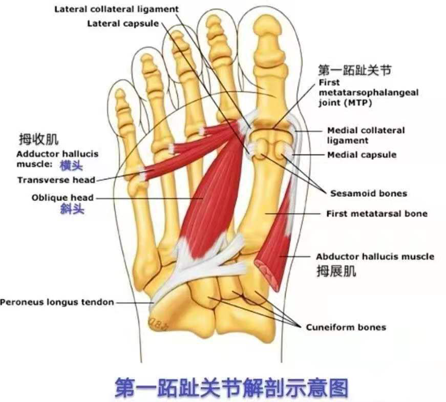 了解第一跖趾关节解剖关系近年来,随着生活水平的提高,人们对足部健康