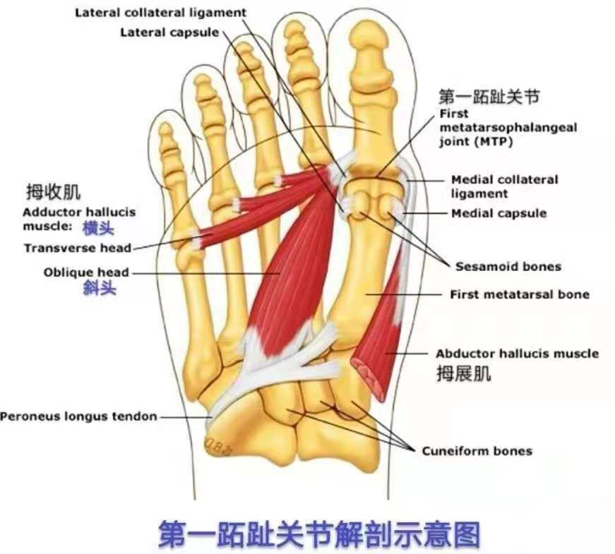 了解第一跖趾关节解剖关系