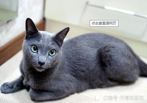 猫咪智商排名,看你的猫咪排第几?