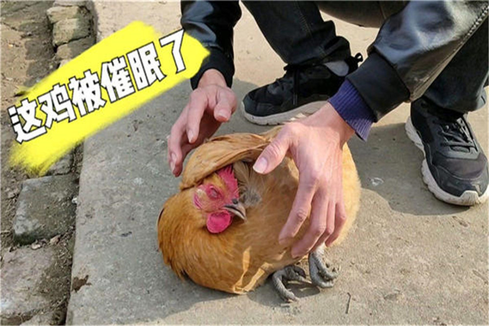 在鸡的面前画一条直线,会起到催眠作用?不是假死那么简单!