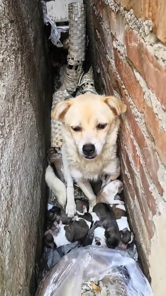 好心人仔细地观察着狗狗的神情,此时它看起来有些落寞,可能是之前流浪