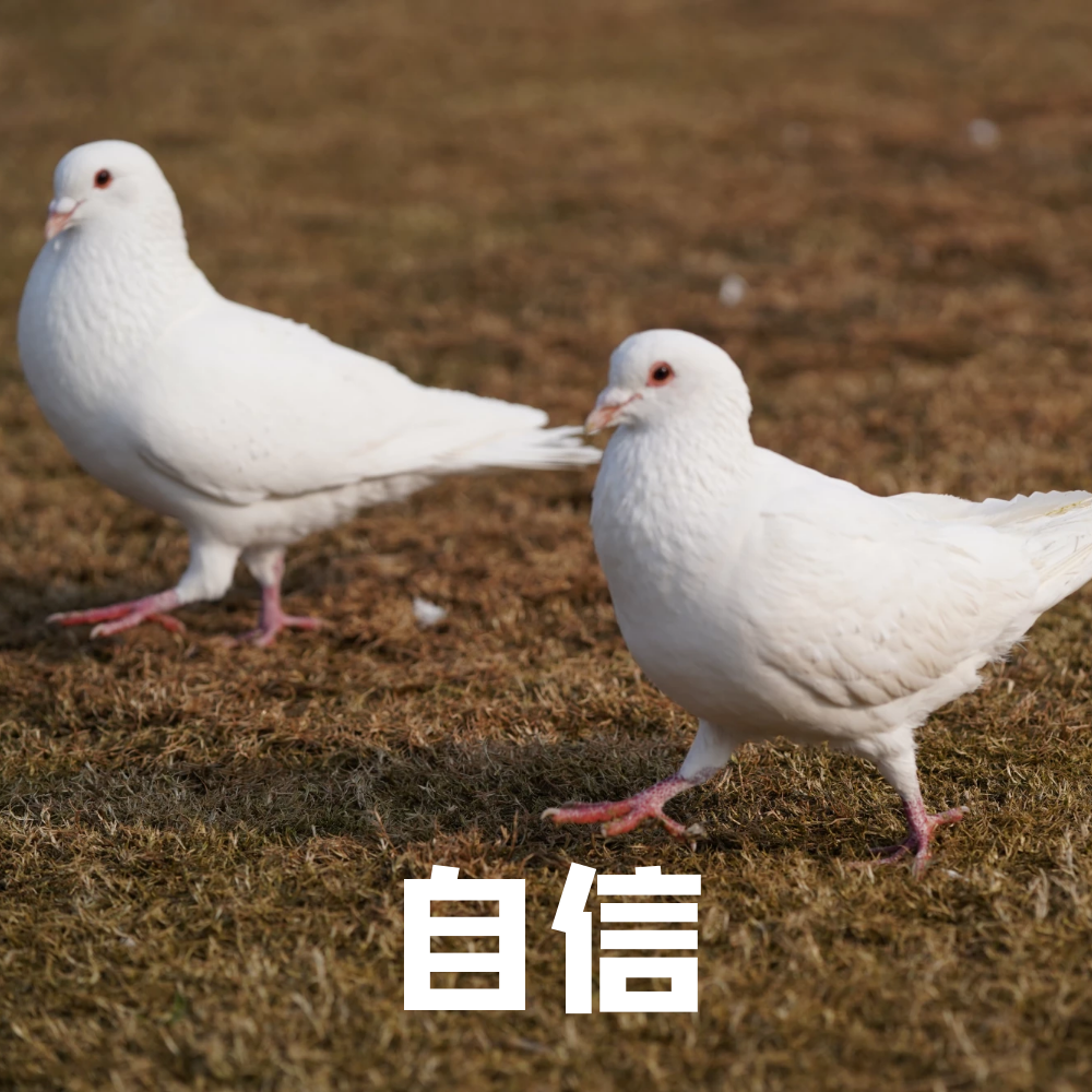 小鸽鸽的专属表情包小鸽鸽(萌宠乐园鸽子代言人:咕咕咕,来萌宠乐园的