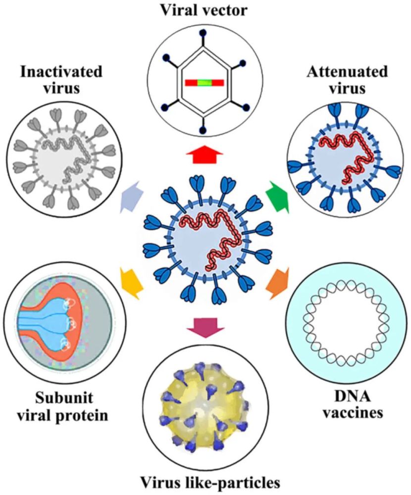 减毒活疫苗 (attenuated vaccine)