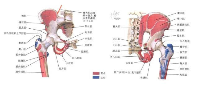 "大胯"总疼,您可能得了髋袖损伤