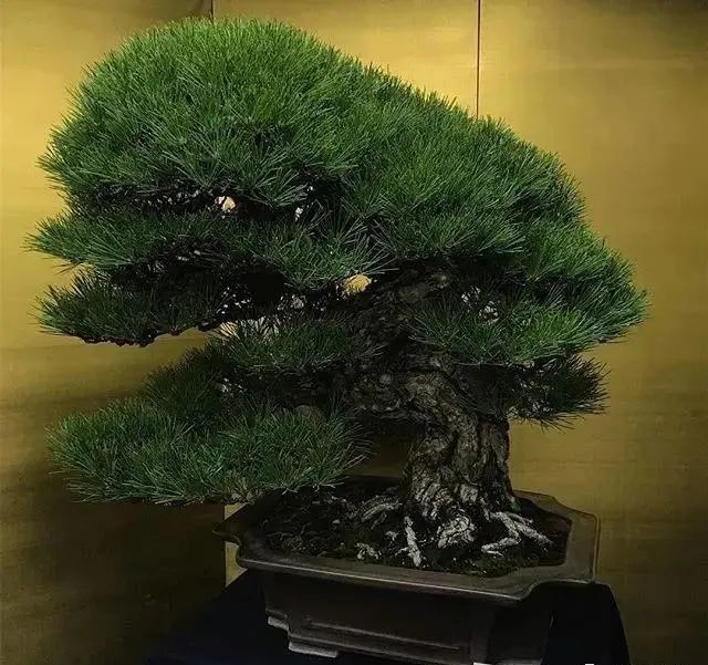 松树盆景的爆皮更显岁月沧桑