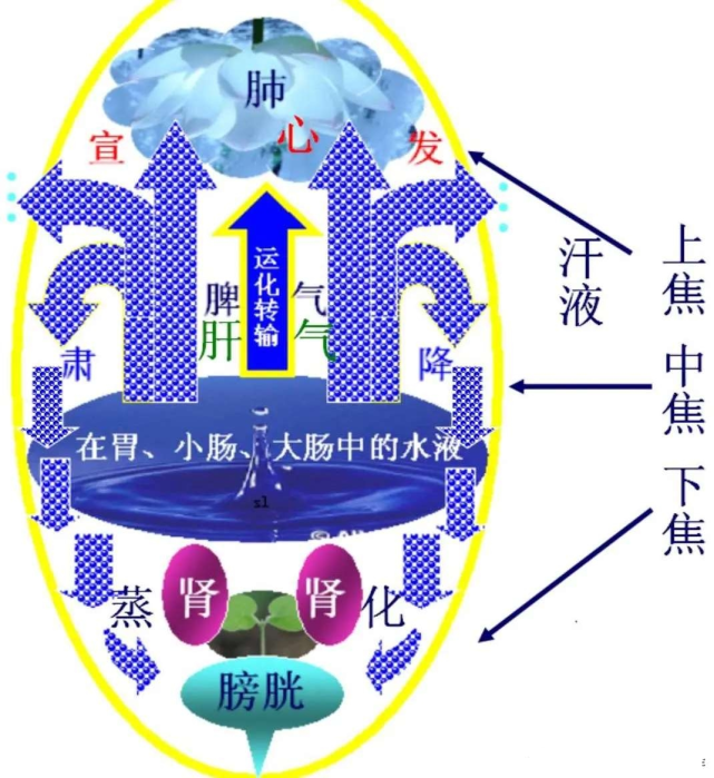 中医如何理解气的升降出入运动