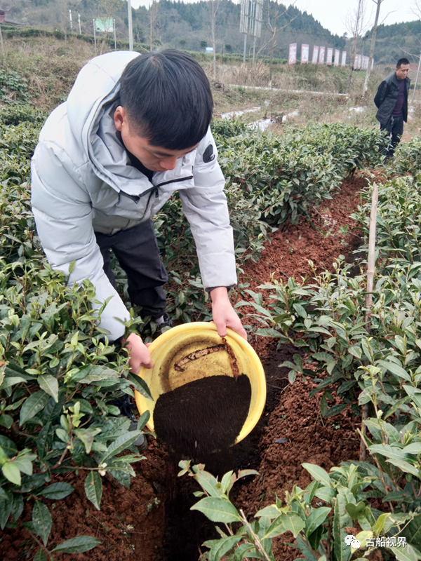 目前,正是各地茶叶,有机水果,蔬菜等冬季施肥的关键季节,公司在全力