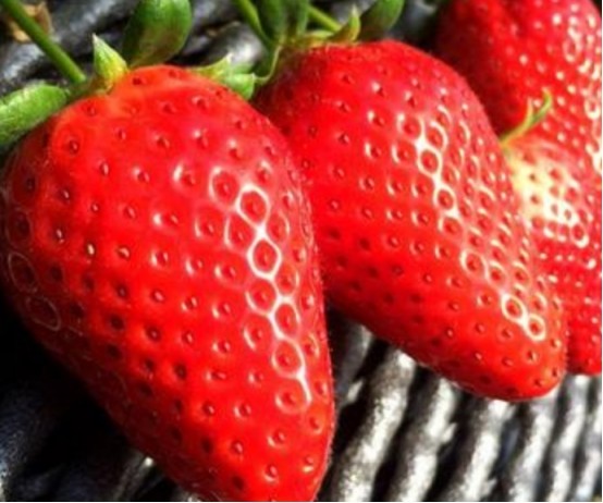 草莓品种排名_草莓品种大全及照片(2)