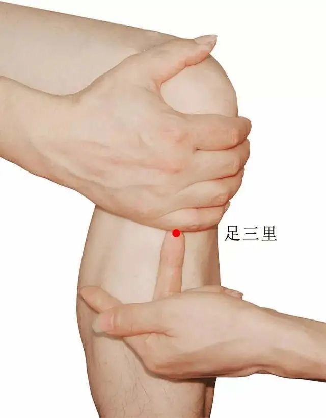 足三里(位置:小腿外侧,犊鼻下4横指,距离胫骨前缘1横指-中指)