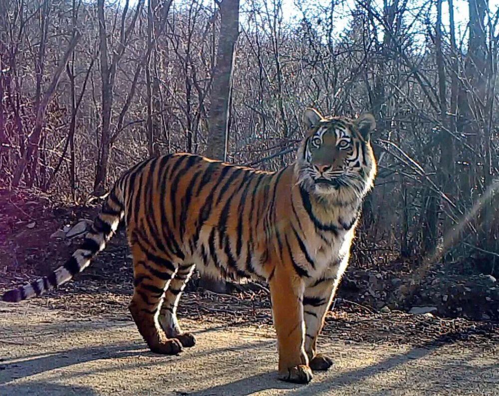 科普组图·野生动物丨国家公园的东北虎