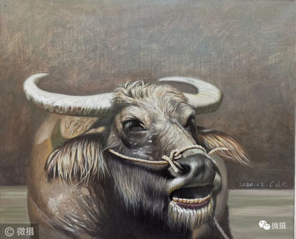 《老水牛》布面油画50×60cm作于2020年