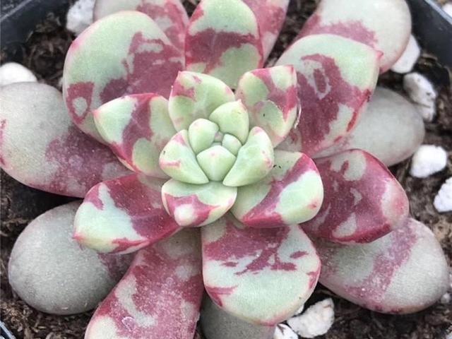 4种多肉美得独特,血燕拥有紫血斑,小红嘴的红唇最惊艳