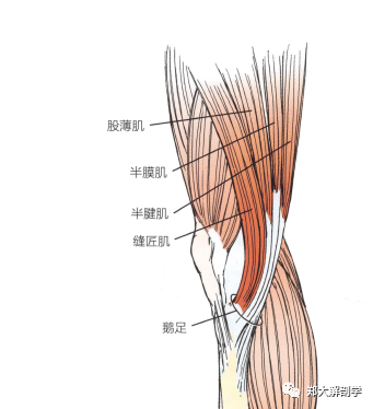 解剖:股内肌和鹅足腱,后者由前向后依次为缝匠肌,股薄肌和半腱肌.