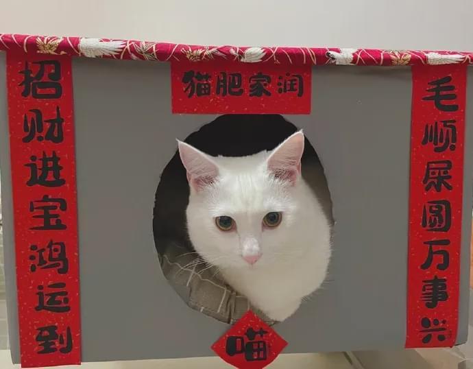 猫咪的新年对联来了!_腾讯新闻