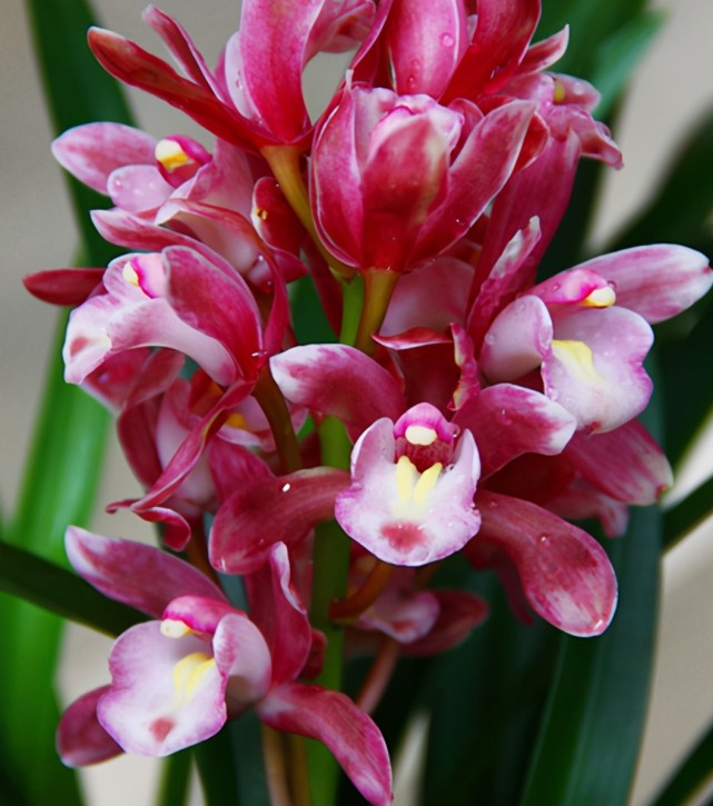 此兰花是"香花"之首,花香浓郁,色彩艳丽,开花一茬接一