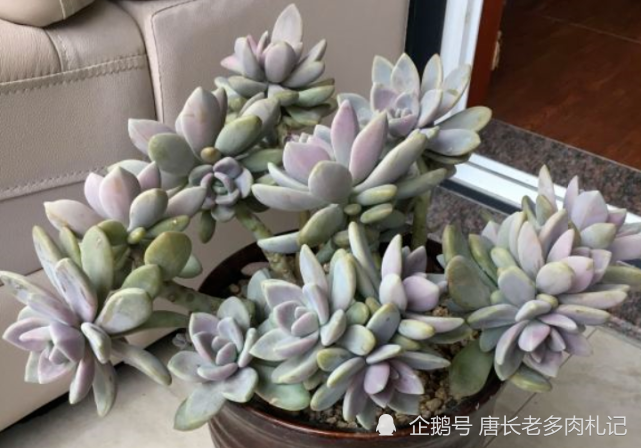 爆盆的冬美人