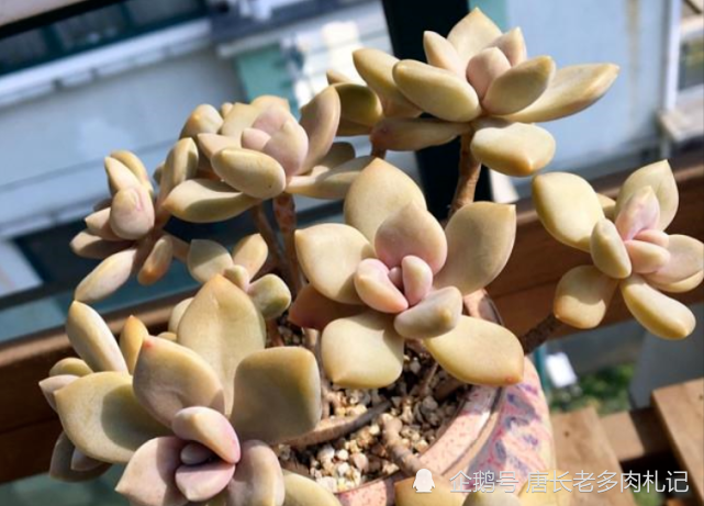 一棵长得很妖娆的多肉冬美人是随它自然生长还是怎么处理好呢