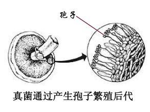 小蘑菇大能量蘑菇释放的孢子可能影响天气