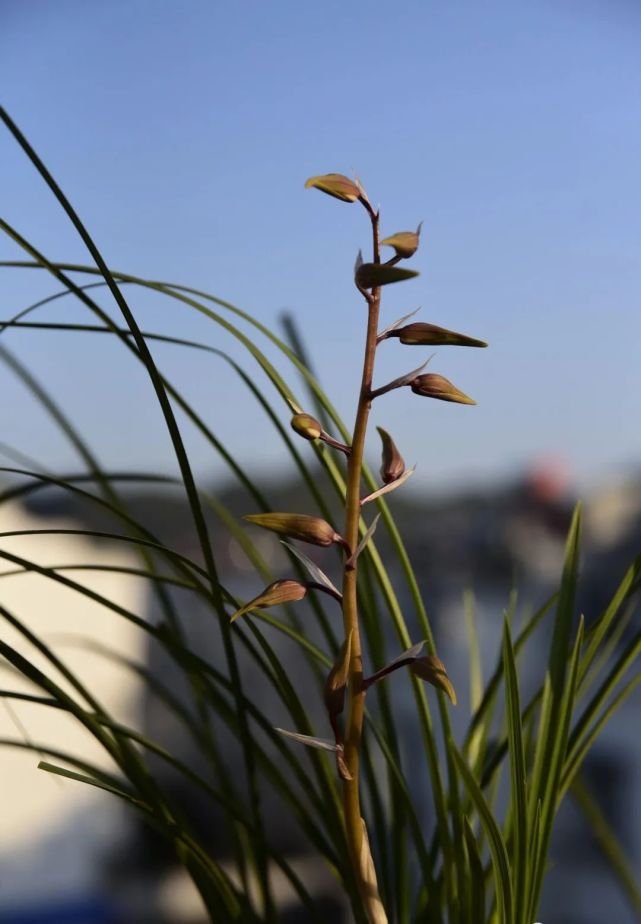 兰花花蕾掉了是什么原因这三种情况最多见蕙兰更要注意