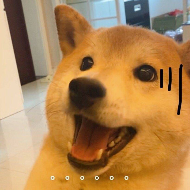 表情包‖flag小狗竟是我自己