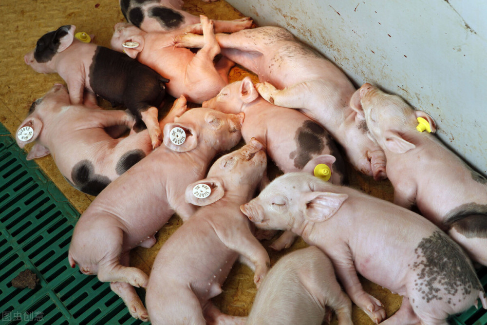 产房仔猪不好养死亡率高,如何正确饲养管理你知道吗?