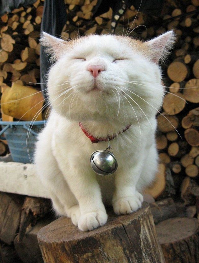 可可爱爱的猫咪壁纸聊天背景图