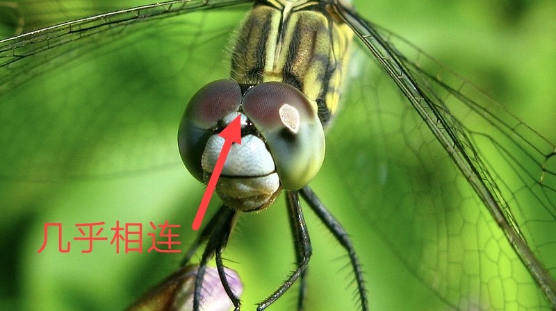 蜻蜓的眼睛几乎没有间距或相连