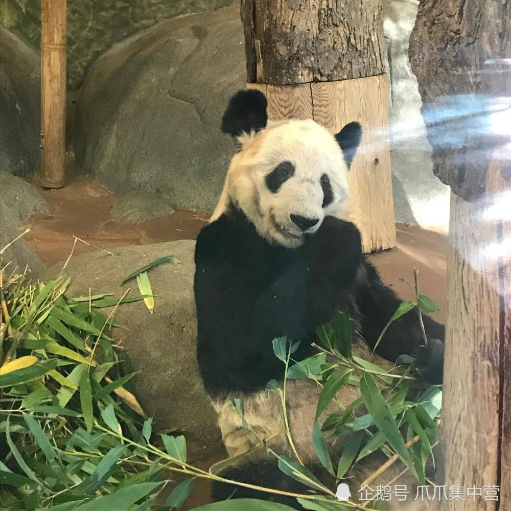 网曝旅美大熊猫吃不饱,瘦骨嶙峋精神萎靡,美动物园回应:没这事