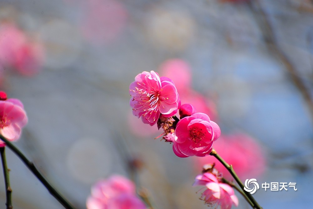 图为1月19日,贵阳市甲秀广场的梅花在阳光照耀下格外艳丽.