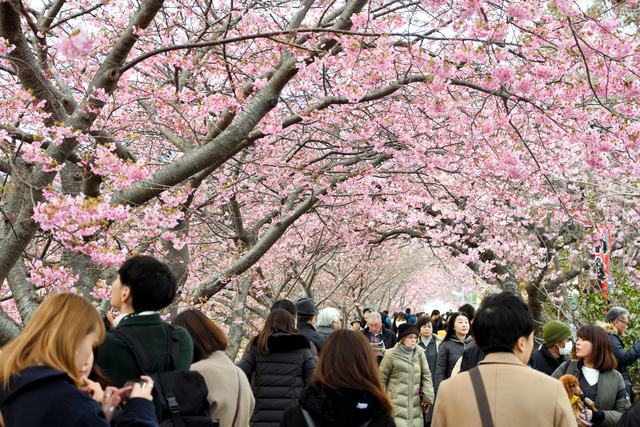 受疫情影响日本静冈的河津樱花节今年停办