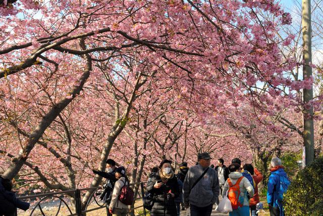 受疫情影响 日本静冈的"河津樱花节"今年停办