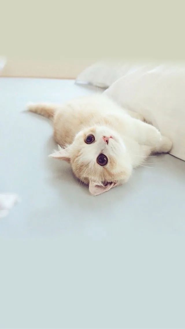 【高清精美壁纸】可爱猫猫狗狗们