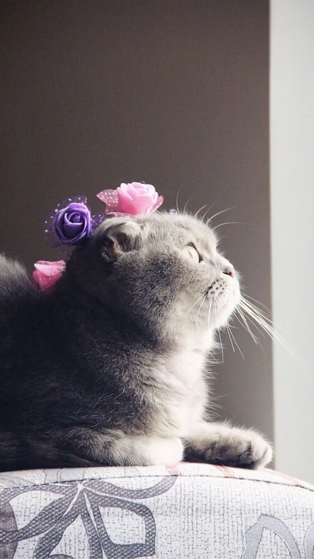 【高清精美壁纸】可爱猫猫狗狗们