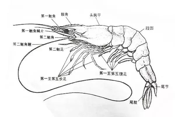 首先,我们以中国明对虾的外部结构示意图为例,了解一下对虾的身体